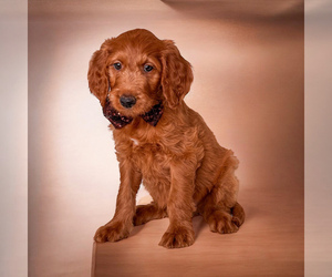 Goldendoodle Puppy for sale in ORANGE PARK, FL, USA