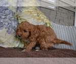Small Photo #13 Cavapoo Puppy For Sale in GREENWOOD, WI, USA
