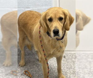 Golden Retriever Dogs for adoption in Westminster, MD, USA