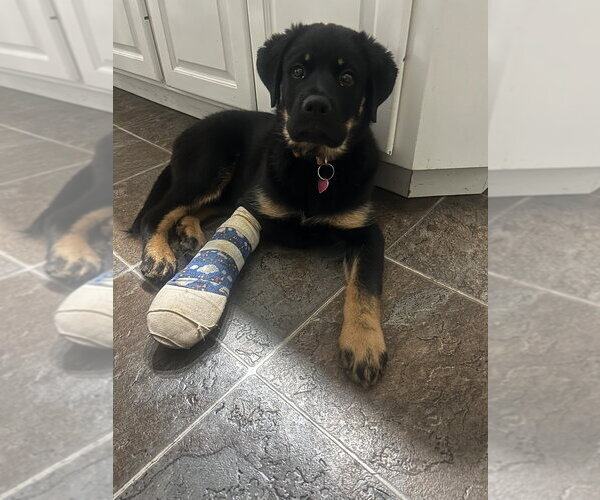 Medium Photo #9 German Shepherd Dog-Unknown Mix Puppy For Sale in West Sacramento, CA, USA