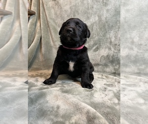 Bernese Mountain Dog-Labrador Retriever Mix Puppy for Sale in CLEVELAND, North Carolina USA