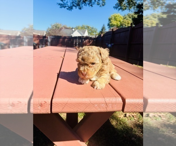 Medium Photo #1 YorkiePoo Puppy For Sale in VANCEBURG, KY, USA