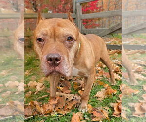Mr. Wonderful - Male American Pit Bull Terrier Dog for Adoption - Photo #3