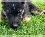 Small Photo #5 German Shepherd Dog Puppy For Sale in JURUPA VALLEY, CA, USA