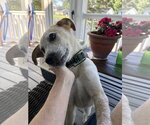 Small #1 Mutt