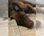 Small #5 Labrador Retriever Mix