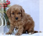 Small #3 Goldendoodle (Miniature)
