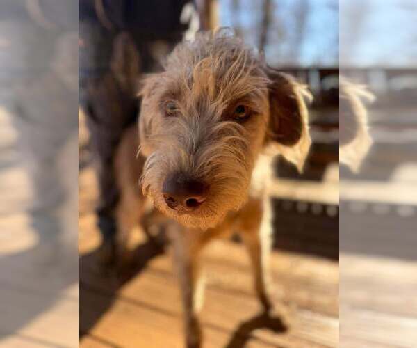 Medium Photo #2 Portuguese Water Dog-Unknown Mix Puppy For Sale in New York, NY, USA