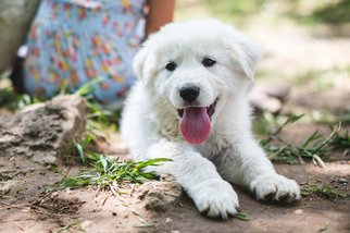 Akbash Dog-Great Pyrenees Mix Puppy for sale in ADA, OK, USA