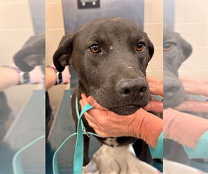 Black Mouth Cur Dogs for adoption in Mobile, AL, USA