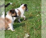 Small Photo #15 Collie Puppy For Sale in PARIS, MI, USA