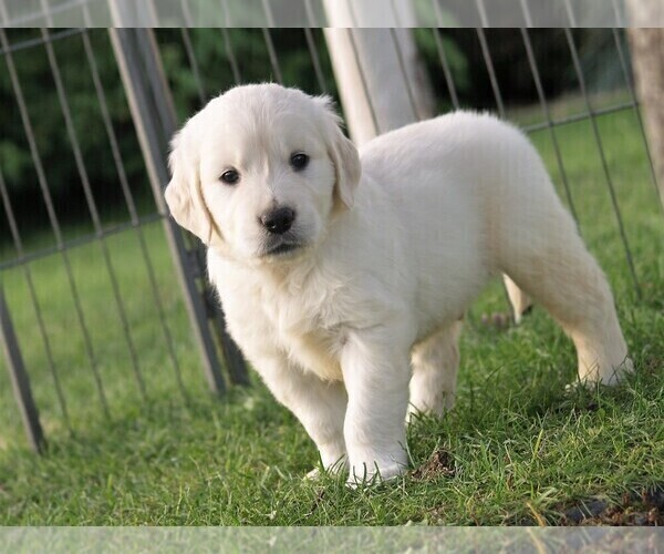 Medium Photo #9 Golden Retriever Puppy For Sale in NUNN, CO, USA