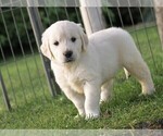 Small Photo #9 Golden Retriever Puppy For Sale in NUNN, CO, USA