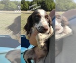 Small Photo #1 English Springer Spaniel Puppy For Sale in MARLOW, OK, USA
