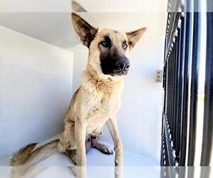 German Shepherd Dog-Unknown Mix Dogs for adoption in Houston, TX, USA