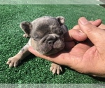 Small Photo #31 French Bulldog Puppy For Sale in PLACERVILLE, CA, USA