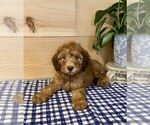 Small Photo #4 Whoodle Puppy For Sale in DOSS, MO, USA