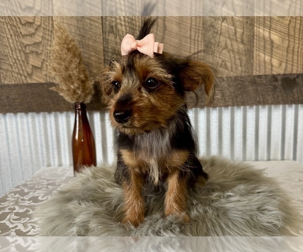 Medium Photo #11 Yorkshire Terrier Puppy For Sale in NAPPANEE, IN, USA