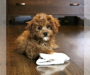 Cavapoo Puppy for sale in FREDERICKSBG, OH, USA