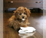 Small Photo #1 Cavapoo Puppy For Sale in FREDERICKSBG, OH, USA
