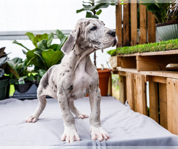 Medium Photo #30 Great Dane Puppy For Sale in WAKARUSA, IN, USA