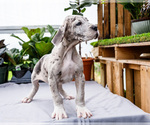 Small #29 Great Dane