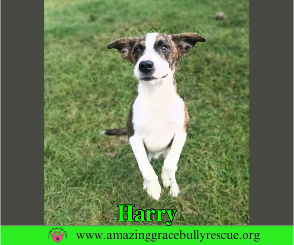 Medium Photo #5 Mutt Puppy For Sale in Milton, FL, USA