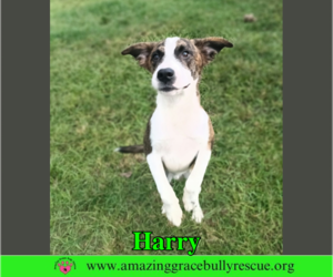 Harry - Male Mutt Dog for Adoption - Photo #5