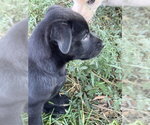 Small #7 Labrador Retriever Mix