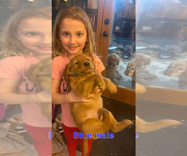 Medium Photo #2 Golden Retriever Puppy For Sale in WEATHERFORD, OK, USA
