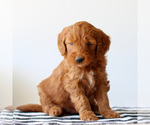 Small #3 Goldendoodle