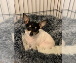 Small Chihuahua Mix
