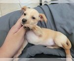 Small Photo #9 Chiweenie Puppy For Sale in PINSON, AL, USA