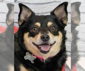Chihuahua Dogs for adoption in Kennesaw, GA, USA