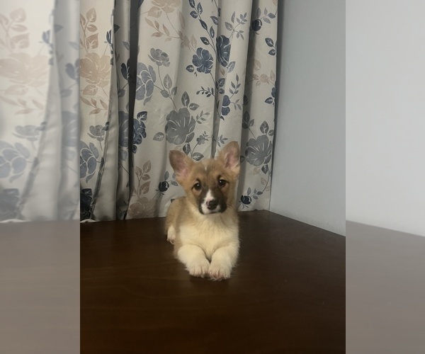 Medium Photo #48 Pembroke Welsh Corgi Puppy For Sale in DURHAM, CT, USA