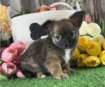 Small #2 Chihuahua