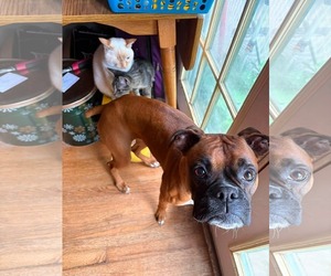 Boxer Dogs for adoption in Woodbury, MN, USA