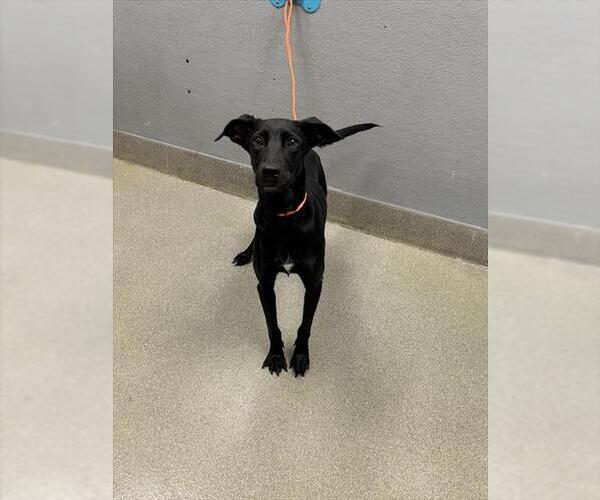 Medium Photo #1 Labrador Retriever-Unknown Mix Puppy For Sale in Las Vegas, NV, USA