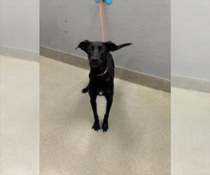 Labrador Retriever-Unknown Mix Dogs for adoption in Las Vegas, NV, USA