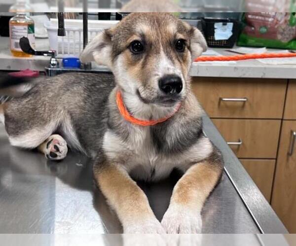 Medium Photo #1 German Shepherd Dog-Unknown Mix Puppy For Sale in Orange, CA, USA