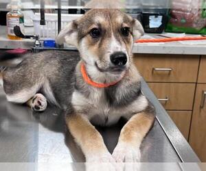 German Shepherd Dog-Unknown Mix Dogs for adoption in Orange, CA, USA