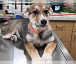 Small German Shepherd Dog Mix