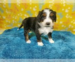 Small Photo #90 Bernedoodle Puppy For Sale in COLORADO SPRINGS, CO, USA
