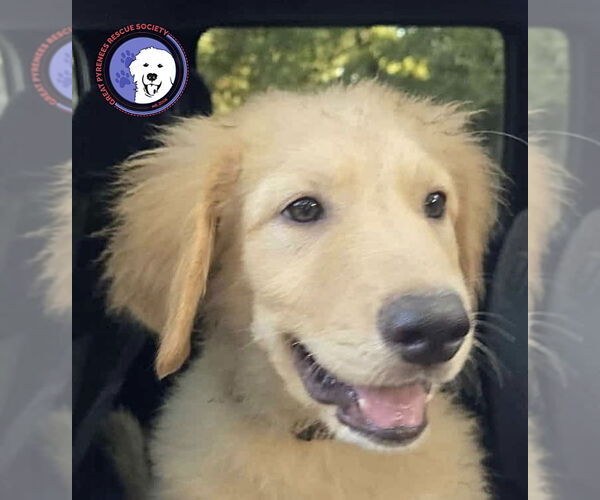 Medium Photo #1 Great Pyrenees Puppy For Sale in Spring, TX, USA