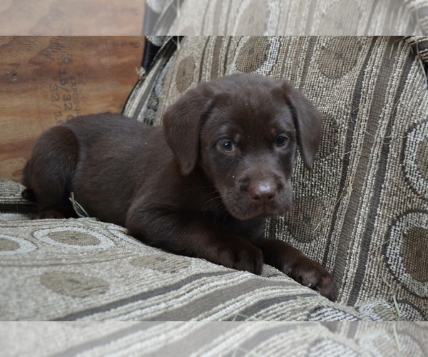 Medium Photo #37 Labrador Retriever Puppy For Sale in GREENWOOD, WI, USA