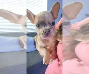 French Bulldog Puppy for sale in HOUSTON, TX, USA