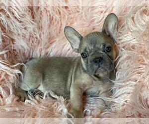 French Bulldog Puppy for sale in BOSTON, MA, USA