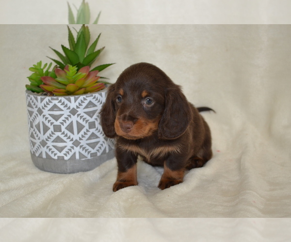 Medium Photo #2 Dachshund Puppy For Sale in GREENWOOD, WI, USA