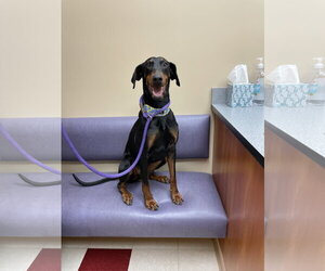 Anna - Female Doberman Pinscher Dog for Adoption - Photo #4
