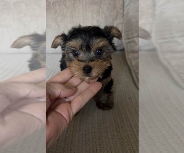 Medium Photo #1 Morkie Puppy For Sale in VIRGINIA BEACH, VA, USA
